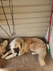 Found/Stray Male Dog last seen Near and 1552, Bonham, TX 75418