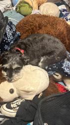 Lost Female Dog last seen By the old orchard school., West Valley City, UT 84128