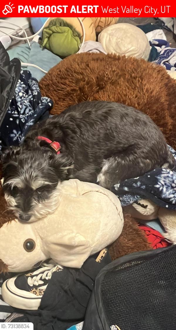Lost Female Dog last seen By the old orchard school., West Valley City, UT 84128