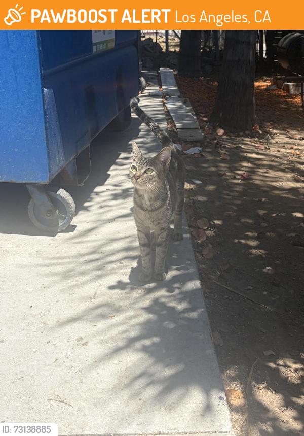 Found/Stray Female Cat last seen Near Fedora st, Los Angeles, CA 90006