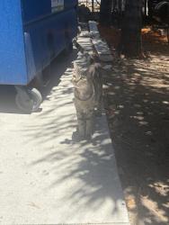 Found/Stray Female Cat last seen Near Fedora st, Los Angeles, CA 90006