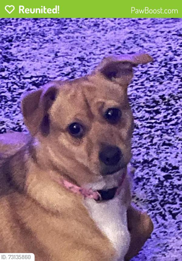 Reunited Female Dog last seen Middlebrook Pike, Knoxville, TN 37909