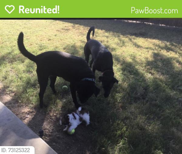Reunited Female Dog last seen hmstd Dr, DeSoto, TX 75115
