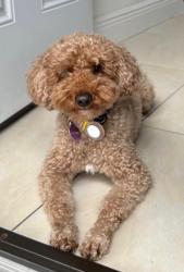Reunited Male Dog last seen Plantation fl, Sunrise, FL 33313