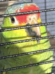 Lost Unknown Bird last seen Atlantic and Harding, Long Beach, CA 90805