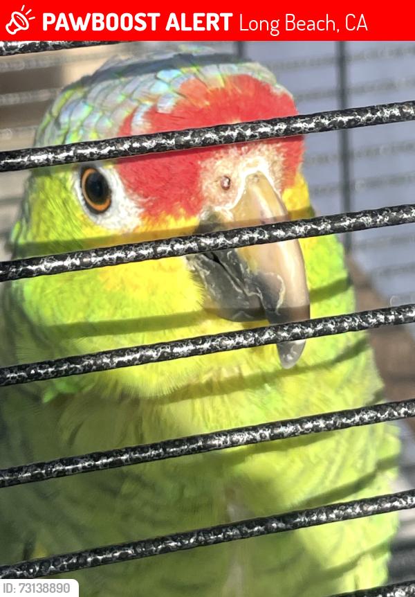 Lost Unknown Bird last seen Atlantic and Harding, Long Beach, CA 90805