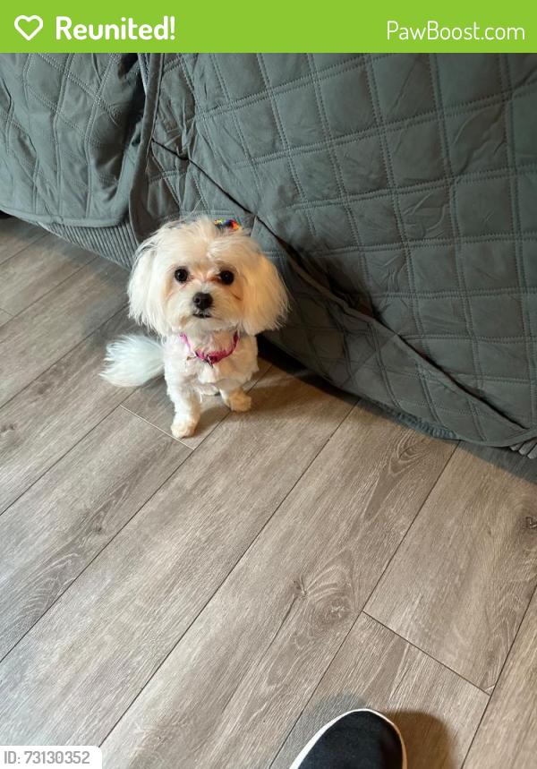 Reunited Female Dog last seen Esquina, Hillsboro, OR 97124