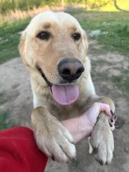 Reunited Male Dog last seen Circle K Dunlap TN, Dunlap, TN 37327