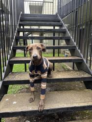 Found/Stray Female Dog last seen Next to a shell gas station, Houston, TX 77051