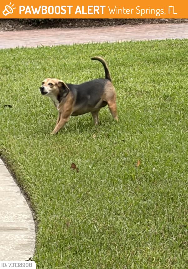 Found/Stray Unknown Dog last seen Shetland, Winter Springs, FL 32708