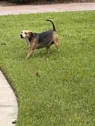 Found/Stray Unknown Dog last seen Shetland, Winter Springs, FL 32708