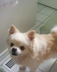 Reunited Male Dog last seen Near Marisa court, Mississauga, ON L5K 2P5