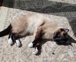 Reunited Female Cat last seen Near NE Overlook Dr, Hillsboro, OR 97124, USA, Hillsboro, OR 97124