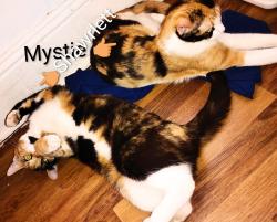 Lost Female Cat last seen Humphrey & Ashley Dr, Tampa, FL 33604