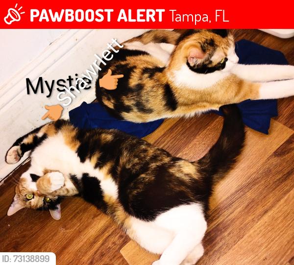 Lost Female Cat last seen Humphrey & Ashley Dr, Tampa, FL 33604