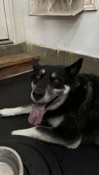 Reunited Female Dog last seen Kelly boulevard and Timber oaks dr, Carrollton, TX 75011