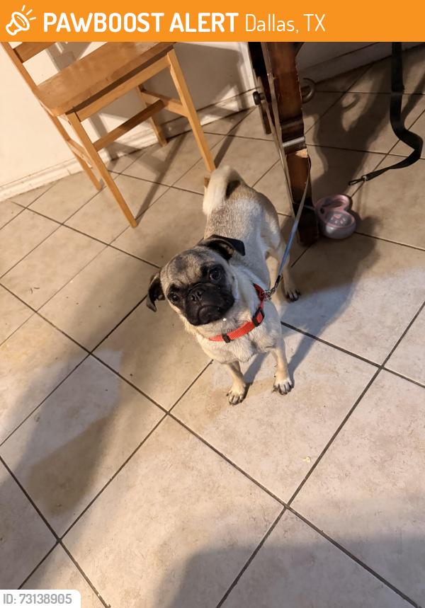 Found/Stray Female Dog last seen Taylorcrest, Dallas, TX 75253