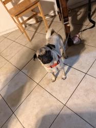 Found/Stray Female Dog last seen Taylorcrest, Dallas, TX 75253
