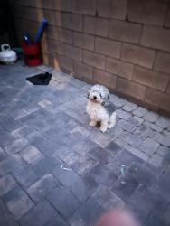 Lost Male Dog last seen Beardsley ave oildale dr & Beardsley area, Oildale, CA 93308