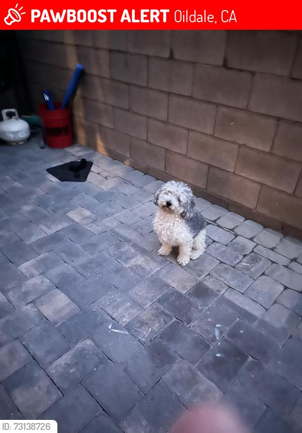 Lost Male Dog last seen Beardsley ave oildale dr & Beardsley area, Oildale, CA 93308