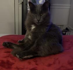 Lost Male Cat last seen Kehukee Park rd, Williamston, NC 27892