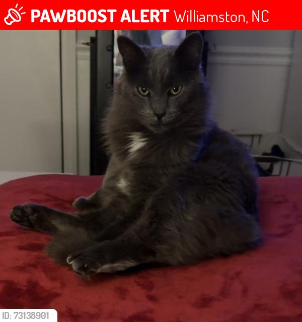 Lost Male Cat last seen Kehukee Park rd, Williamston, NC 27892