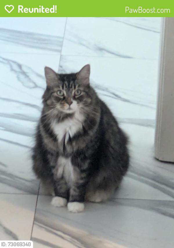 Reunited Female Cat last seen 59th Avenue North and 44th Street, St. Petersburg, FL 33714