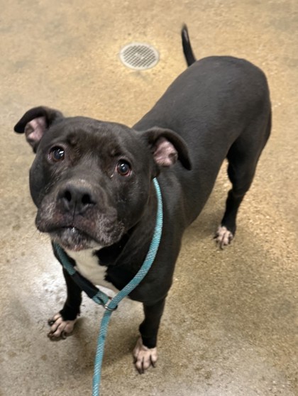 Shelter Stray Female Dog last seen E 120 & Union, 4th District, OH, 9203 Detroit Ave, Cleveland, OH 44102, USA