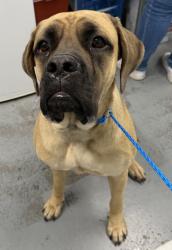 Shelter Stray Female Dog last seen Near CAVITT DR, Folsom, CA, 6201 Florin Perkins Rd, Sacramento, CA 95828, USA