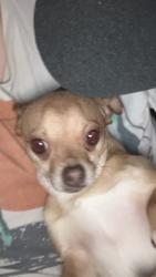 Reunited Male Dog last seen Colorado Ave, Hammond, Hammond, IN 46323