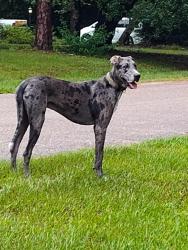 Reunited Male Dog last seen Jimmy ln, Pinehurst, TX 77362
