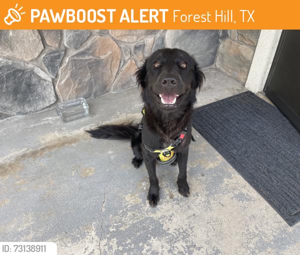 Found/Stray Male Dog last seen Cardinal ridge, Forest Hill, TX 76119