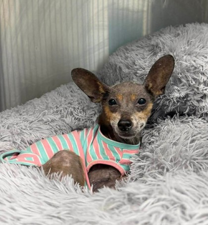Shelter Stray Female Dog last seen Memorial Drive Stone Mountain, GA 30083, 30083, GA, 3280 Chamblee Dunwoody Rd, Chamblee, GA 30341, USA