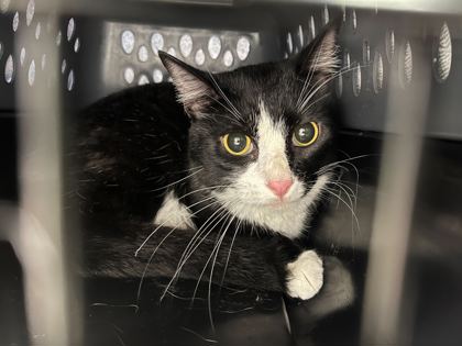 Shelter Stray Female Cat last seen Near NE Indianola Drive, 64116, MO, 7077 Elmwood Ave, Kansas City, MO 64132, USA