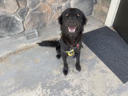 Found/Stray Male Dog last seen Cardinal ridge, Forest Hill, TX 76119