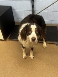 Shelter Stray Male Dog last seen N Indian Creek Dr & Rockbridge Rd Georgia 30032, 30032, GA, 3280 Chamblee Dunwoody Rd, Chamblee, GA 30341, USA