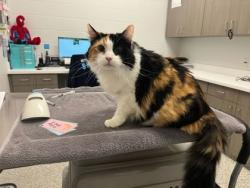 Shelter Stray Female Cat last seen Near E 117th Street, 64134, MO, 7077 Elmwood Ave, Kansas City, MO 64132, USA
