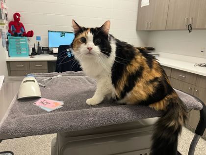 Shelter Stray Female Cat last seen Near E 117th Street, 64134, MO, 7077 Elmwood Ave, Kansas City, MO 64132, USA