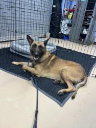 Shelter Stray Male Dog last seen Near Columbia Drive, 30032, GA, 3280 Chamblee Dunwoody Rd, Chamblee, GA 30341, USA
