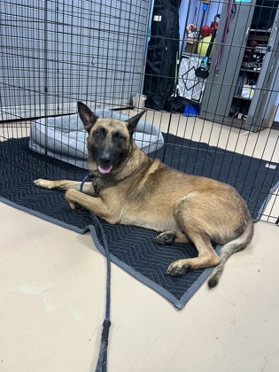 Shelter Stray Male Dog last seen Near Columbia Drive, 30032, GA, 3280 Chamblee Dunwoody Rd, Chamblee, GA 30341, USA