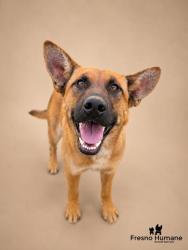 Shelter Stray Female Dog last seen W Floral Ave & S West Ave, Fresno Zone Fresno CO 3 93706, CA, 1510 W Dan Ronquillo Dr, Fresno, CA 93706, USA