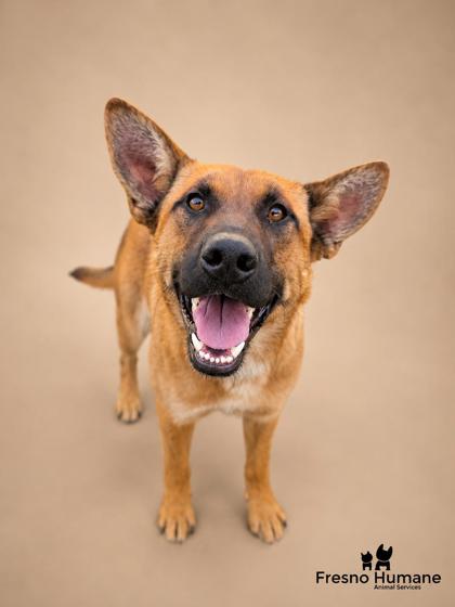 Shelter Stray Female Dog last seen W Floral Ave & S West Ave, Fresno Zone Fresno CO 3 93706, CA, 1510 W Dan Ronquillo Dr, Fresno, CA 93706, USA