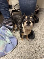 Shelter Stray Male Dog last seen Near Old Mine Rd, Knox County ASO, TN, 3201 Division St, Knoxville, TN 37919, USA