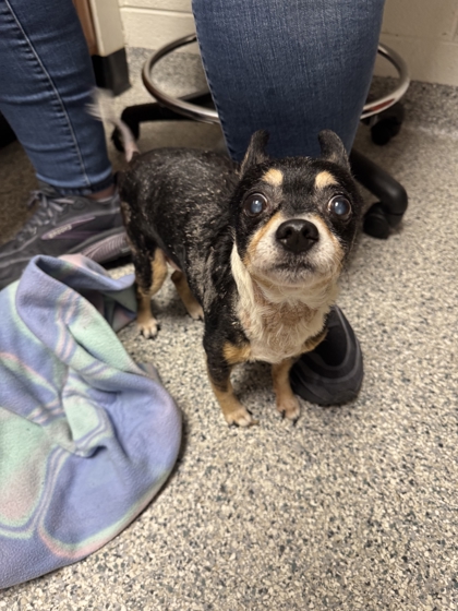 Shelter Stray Male Dog last seen Near Old Mine Rd, Knox County ASO, TN, 3201 Division St, Knoxville, TN 37919, USA