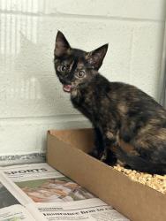Shelter Stray Female Cat last seen Near John May Dr, City of Knoxville ASO, TN, 3201 Division St, Knoxville, TN 37919, USA