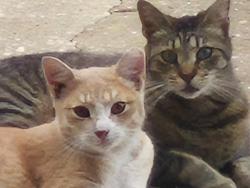 Reunited Female Cat last seen Mason avenue and Christiana, Apopka, FL 32712