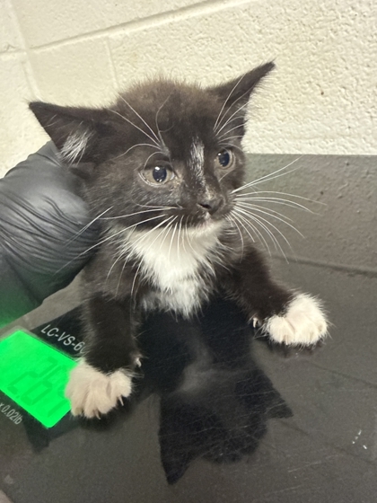 Shelter Stray Female Cat last seen Near block of Clear Springs Rd, City of Knoxville GP, TN, 3201 Division St, Knoxville, TN 37919, USA