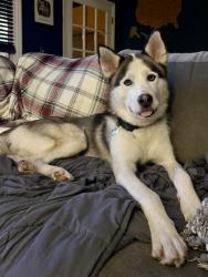 Shelter Stray Male Dog last seen Near bluefield drive sw, Atlanta, GA, 1251 Fulton Industrial Blvd NW, Atlanta, GA 30336, USA