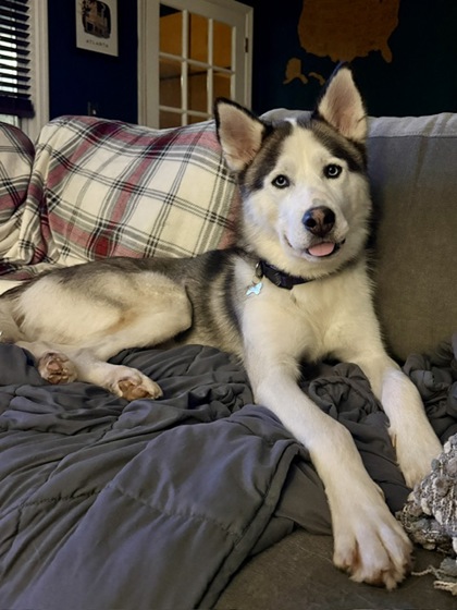 Shelter Stray Male Dog last seen Near bluefield drive sw, Atlanta, GA, 1251 Fulton Industrial Blvd NW, Atlanta, GA 30336, USA