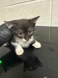 Shelter Stray Male Cat last seen Near block of Clear Springs Rd, City of Knoxville GP, TN, 3201 Division St, Knoxville, TN 37919, USA